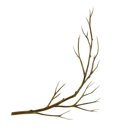 A bare tree branch. Handmade watercolor illustration. a color image of a natural element. The isolate. For postcards, prints, banners and posters.の写真素材