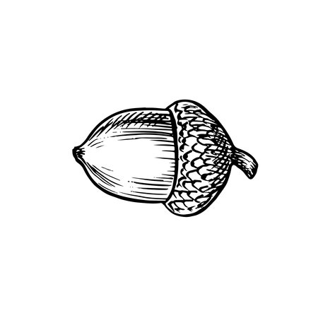 The acorn. Vector graphics. Black and white hand-drawn illustration. On a white background. Great for stickers, banners, posters and packaging, postcards and labels, prints and more.のイラスト素材