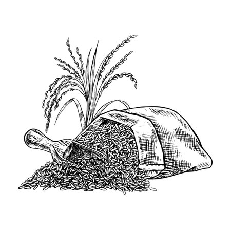 Burlap bags of rice and rice stalks next to them. Black and white graphics, vector illustrations. Design element for menus, recipes, and cookbooks. For banners, flyers, packaging, labels, and more.のイラスト素材