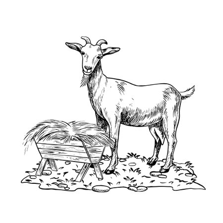 A goat standing in profile and eating hay outdoors. A black and white vector illustration drawn by hand. Perfect for dairy farms or agricultural projects. Also suitable for labels, packaging, banners.のイラスト素材