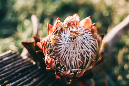 Protea Wedding Decor, wedding ringsの写真素材