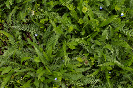 green fern. green lawn