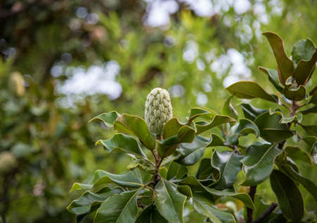 green magnolia fruit