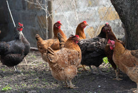 range chickens