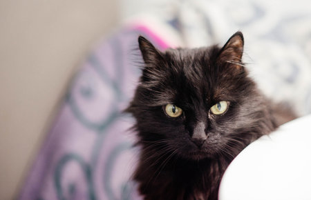 Portrait of a black cat peeking out from under a blanket during a cold snap. A serious green-eyed black cat.の写真素材