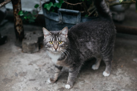 A cute tabby cat with a white breast and paws stands and looks at you