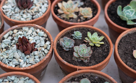 Various succulents grown in clay pots. Perennial succulent plants. Wallpaper. Space for textの写真素材