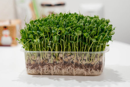 Fresh pea microgreens in a plastic container. Growing healthy greens at home. Juicy pea microgreens close-upの写真素材