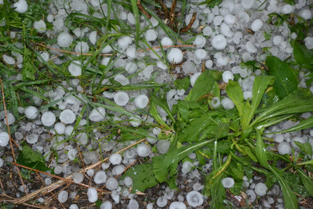 Hail on green grass after hailstorm. Lawn covered in hailstones after a hail storm. Form of...