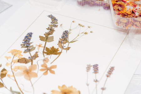Herbarium. Dried various flowers and leaves. A woman makes an applique of dried flowersの写真素材
