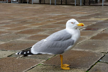 A seagull is standing on the pavement in the city.の写真素材