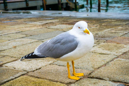 A seagull standing on the pavement in Venice, Italy.の写真素材
