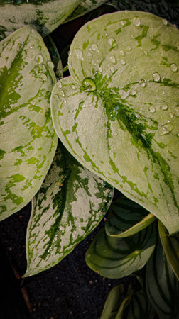 Light green leaves with water drops macro on dark backgroundの写真素材