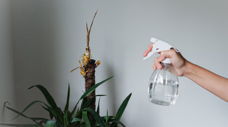 Hand holding spray bottle near dry yucca plant, horizontal close-upの写真素材