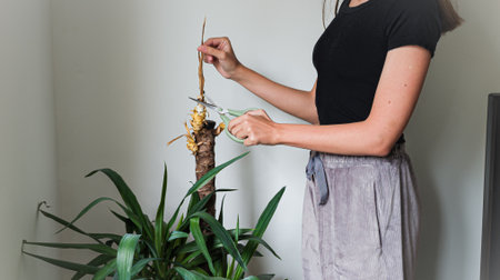 Horizontal photo of young woman trimming dried leaves of yucca plant at homeの写真素材