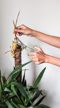 Hands trimming dry leaves of indoor yucca plant with scissors, vertical close-upの写真素材
