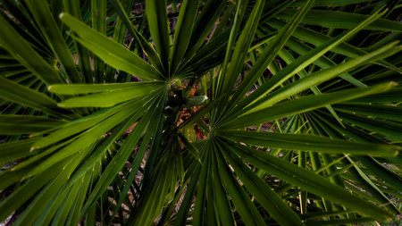 Dark green palm leaves close up horizontal macro backgroundの写真素材