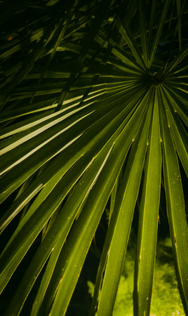Macro Vertical Photo of Dark Green Palm Leaf with Deep Textureの写真素材