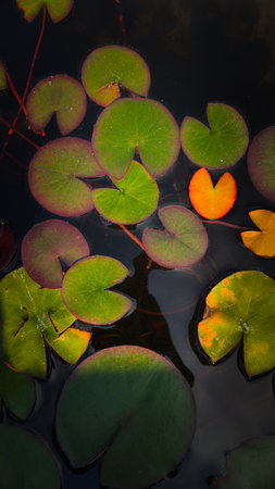 Bright Lotus Leaves on Dark Water Vertical Macroの写真素材