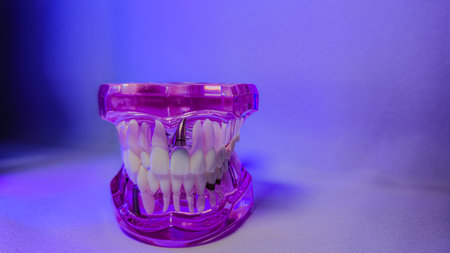 Translucent Dental Jaw Model Under Pink and Purple Light Centered in Frameの写真素材
