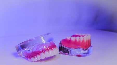 Dentures Full Upper and Lower Prostheses on Dental Demonstration Modelsの写真素材