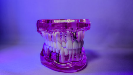 Translucent Dental Jaw Model with Pink and Purple Lighting Centered