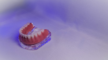 Full Lower Denture on Transparent Edentulous Mandibular Modelの写真素材