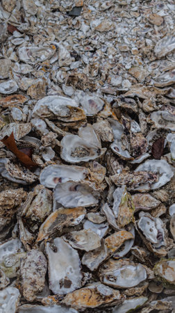 Oyster shell background texture on coastal shore