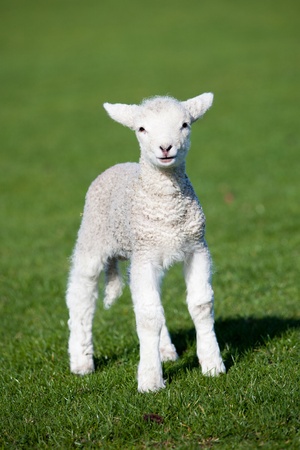 Lamb Lamb
