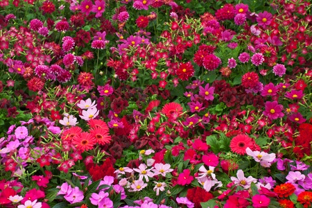 Flowers backgroundの写真素材