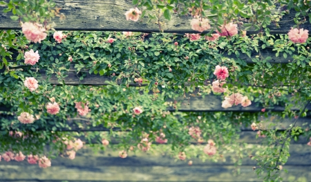 Climbing rosesの写真素材