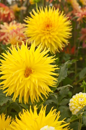 Yellow flowersの写真素材