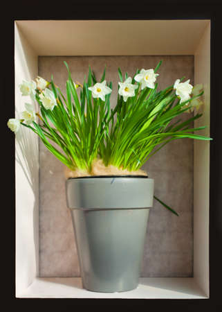 Daffodilsの写真素材