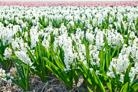 Hyacinthの写真素材