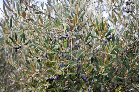 Olive treeの写真素材
