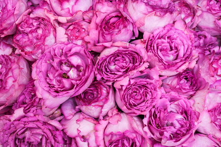 pink roses backgroundの写真素材