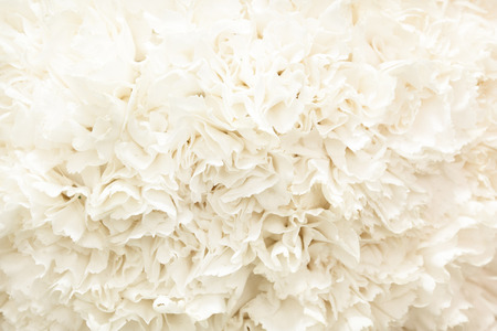 White flowers background
