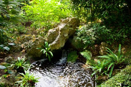 Tropical garden landscapeの写真素材