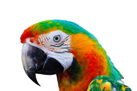 Harlequin Macaw parrot head on white backgroundの写真素材