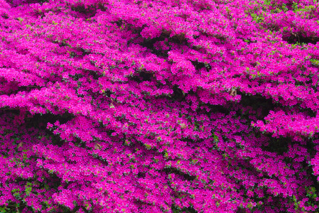 Rhododendron purple flowers backgroundの写真素材