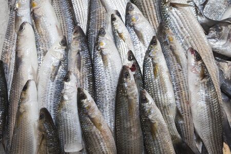 Fish backgroundの写真素材