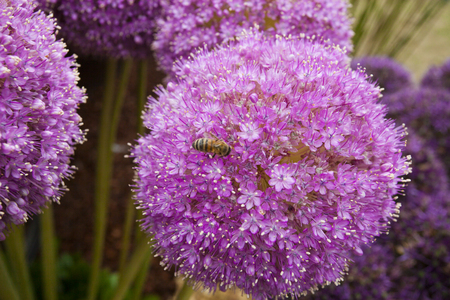 Flowers allium backgroundの写真素材