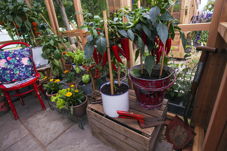 Red chilli plants in a greenhouseの写真素材