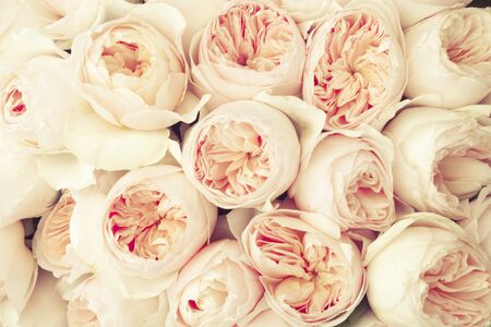 Pink roses backgroundの写真素材