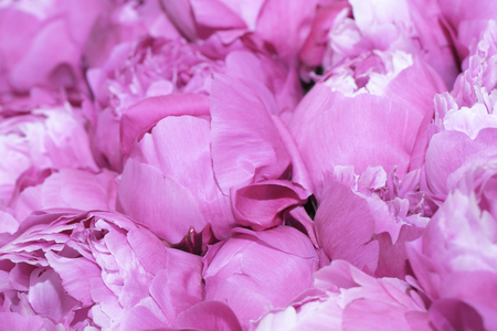 Pink roses backgroundの写真素材