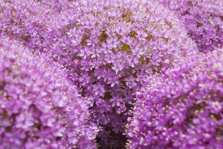 Allium flowersの写真素材