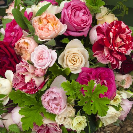 Roses backgroundの写真素材