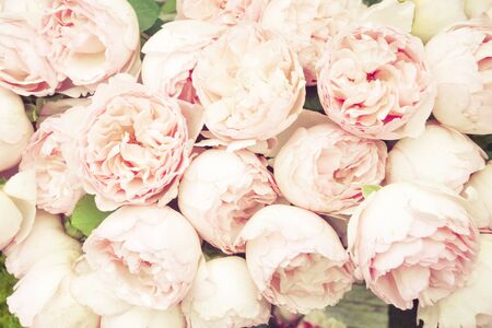 Roses backgroundの写真素材