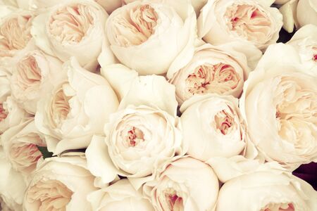Roses backgroundの写真素材