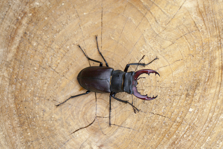 Stag beetle on wood backgroundの写真素材